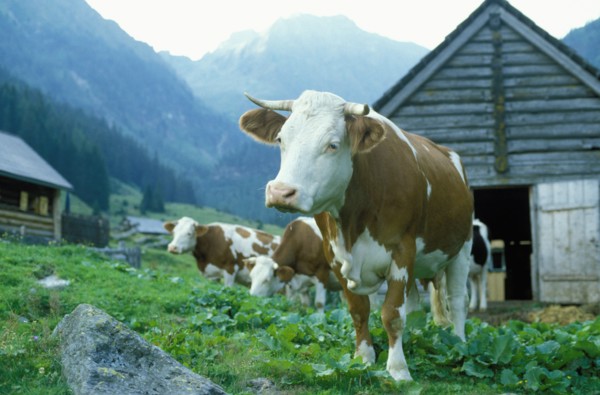 Cows grazing in farm field under remote mountains