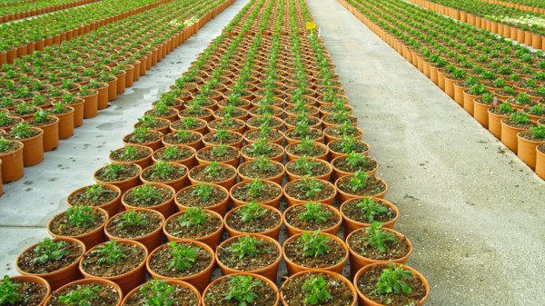 Seedlings growing in pots by dirt roads