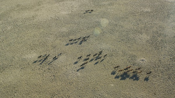 Wild mustangs running in landscape