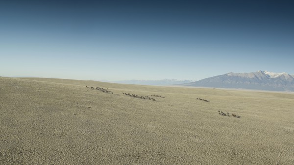 Wild mustangs running in landscape
