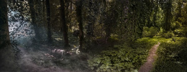 Panoramic view of fog and sunlight in remote forest