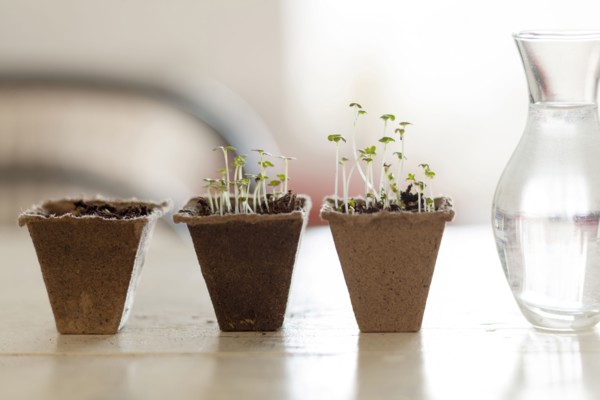 Seedlings near vase of water