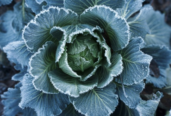 Frost on leaves of lettuce