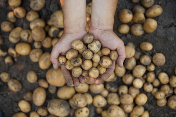 Dirty hands holding potatoes