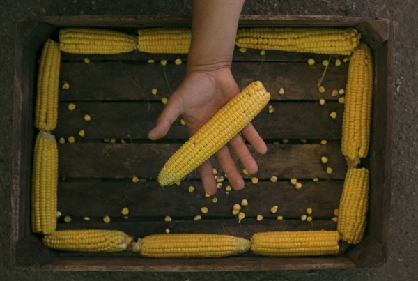 Hand holding corn on cob