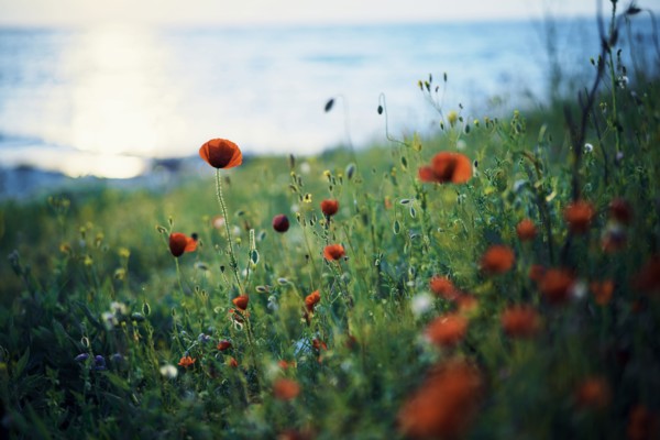 Close up of poppy field