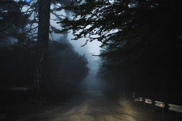 Road in forest