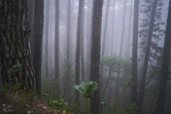 Fog in forest