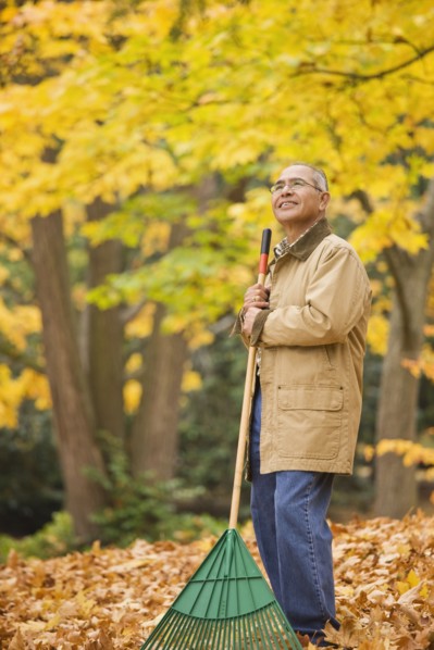 Hispanic man raking autumn leaves