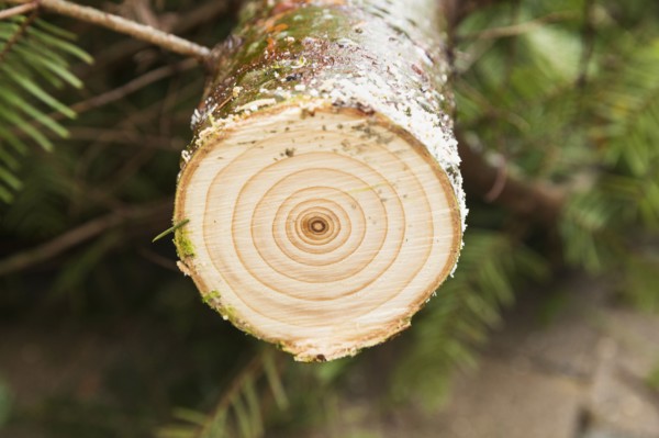 Close up of sawed tree stump
