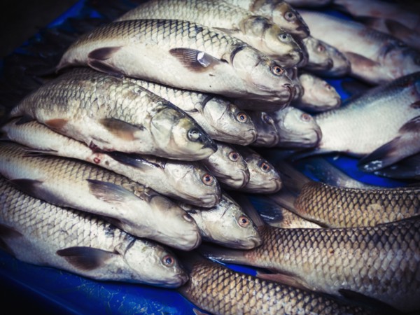Fresh fish for sale in market