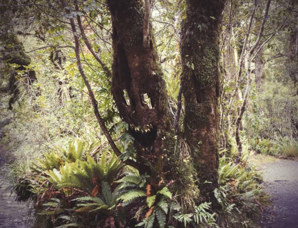 Face growing on tree in lush forest