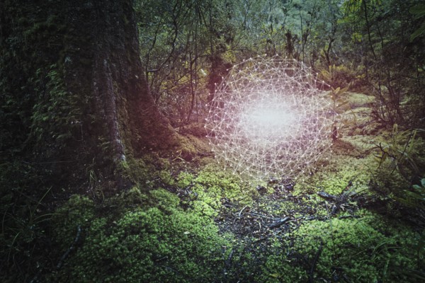 Glowing connected dots hovering in forest
