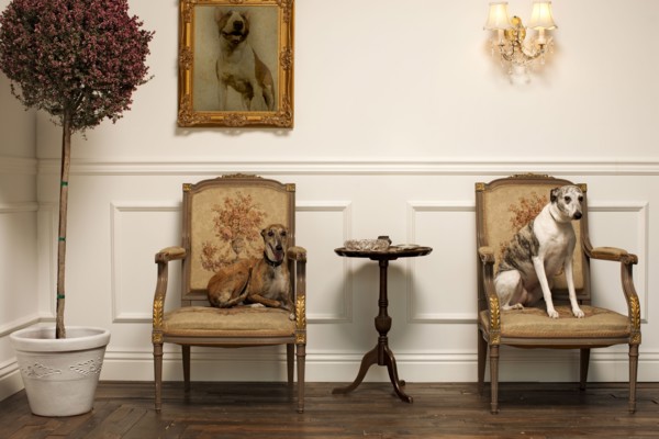 Dogs sitting on elegant chairs