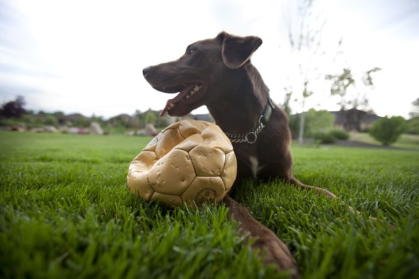 Happy dog sitting in grass with punctured soccer ball