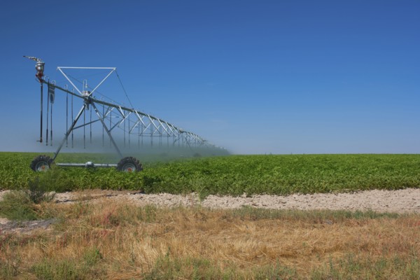 Sprinkler watering crops in field