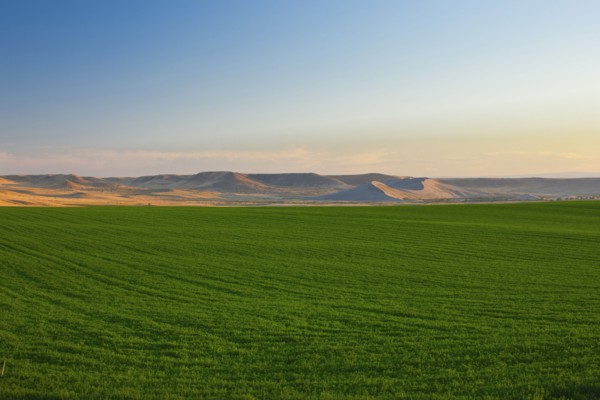 Lush crops growing in field