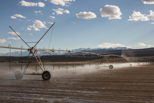 Irrigation sprinklers watering field