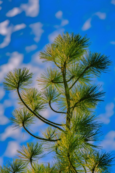 Low angle view of tree under blue sky