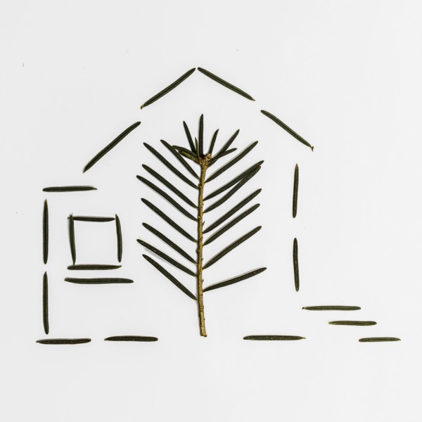 Pine needle and leaf in house shape