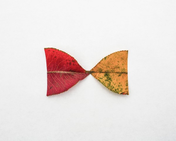Red and yellow halves of autumn leaves