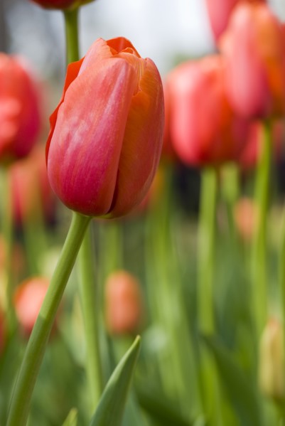 Close up of orange tulips