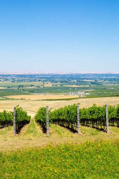 Vineyard on hillside overlooking rural landscape