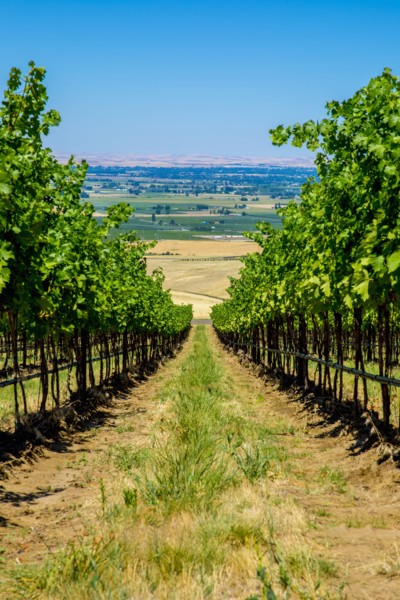 Vineyard on hillside overlooking rural landscape