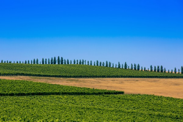 Trees and crop fields in rural landscape