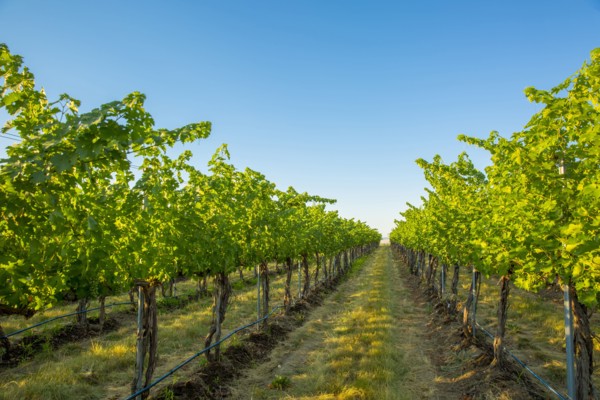 Vineyard on hillside under blue sky