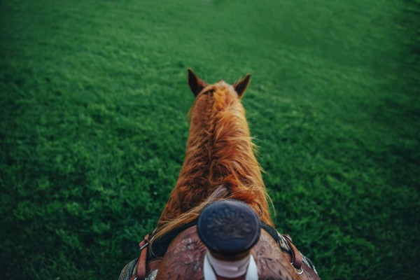 High angle view of horse with saddle walking on farm