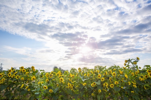 Sunflowers growing in field under clouds