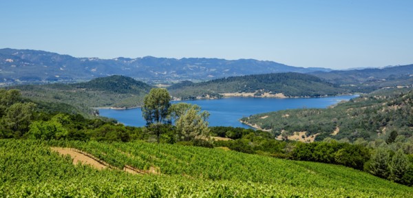 Vineyards on hillside in rural landscape