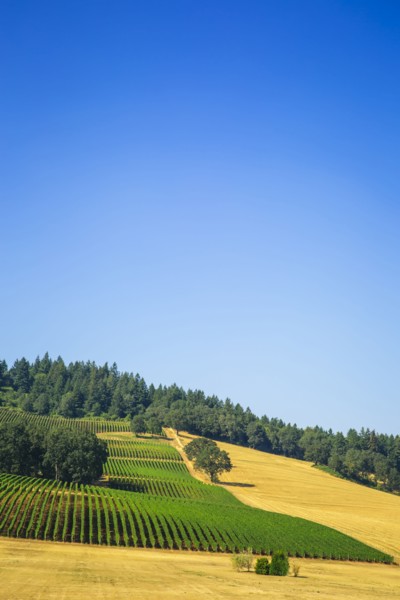Aerial view of crops growing on rural hillside