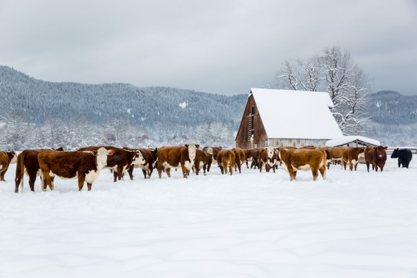 Herd of cattle in snowy farm field