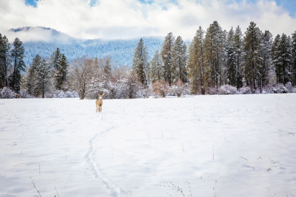 Deer standing in snowy field