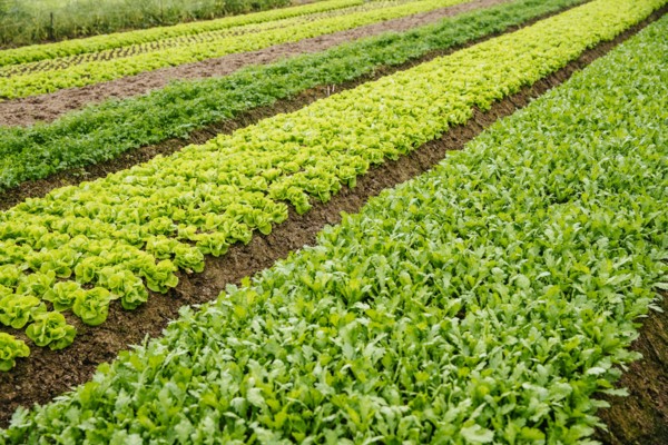 High angle view of plants growing in crop field