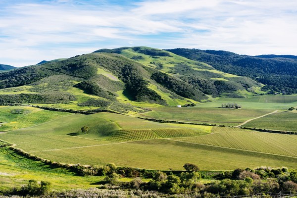 Scenic view of green rolling landscape