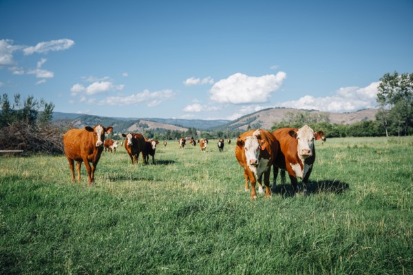 Cows in pasture