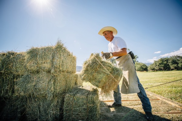 Caucasian farmer lifting bale of hay