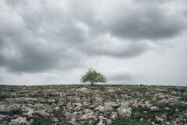 Tree in rocky landscape under clouds
