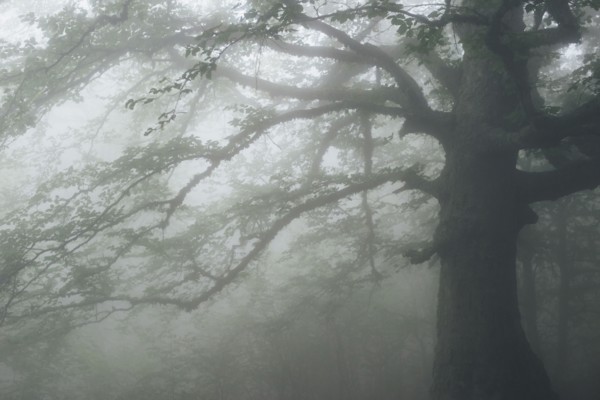 Tree in foggy forest