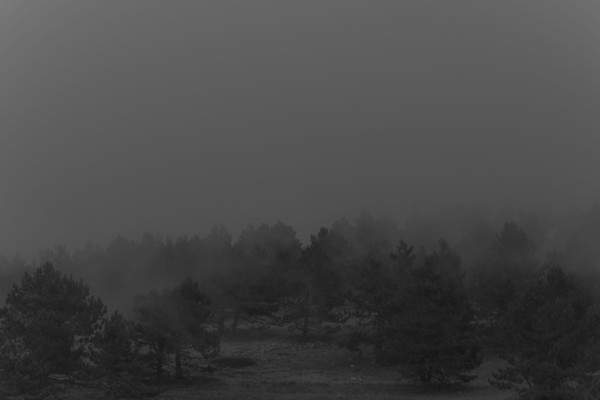 Fog over trees