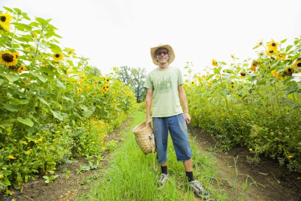 Caucasian farmer standing in rows of sunflowers