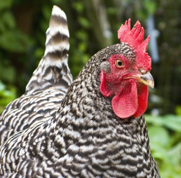Close up of chicken outdoors