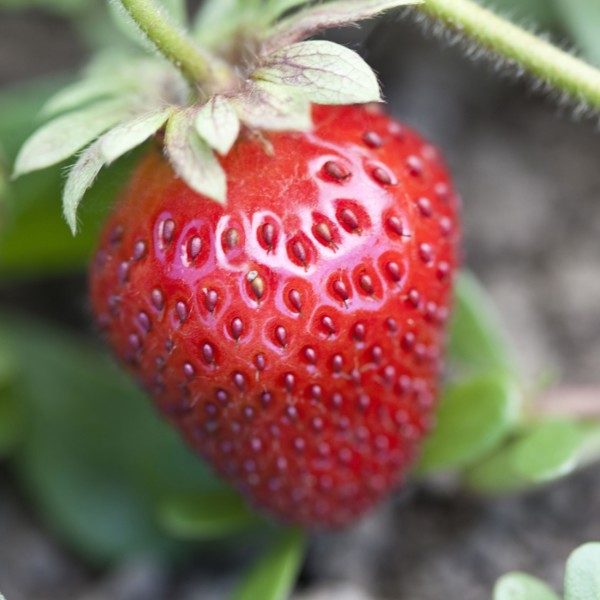 Close up of strawberry on vine