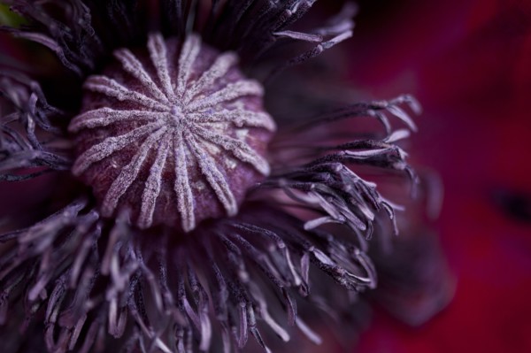 Close up of flower bud