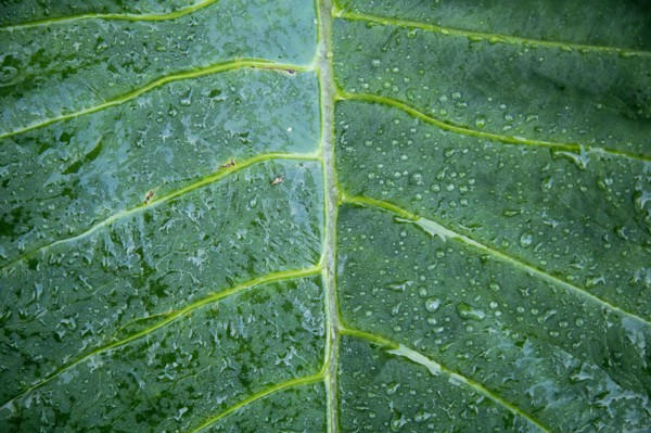 Close up of dewdrops on leaf