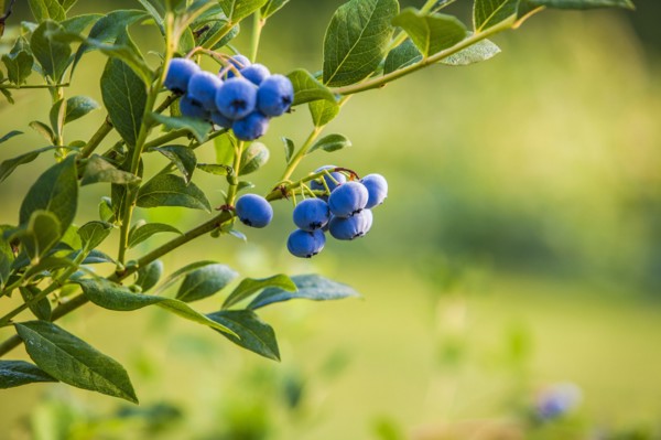Blueberry bush