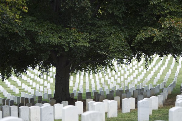 Tree shading headstones in military cemetery